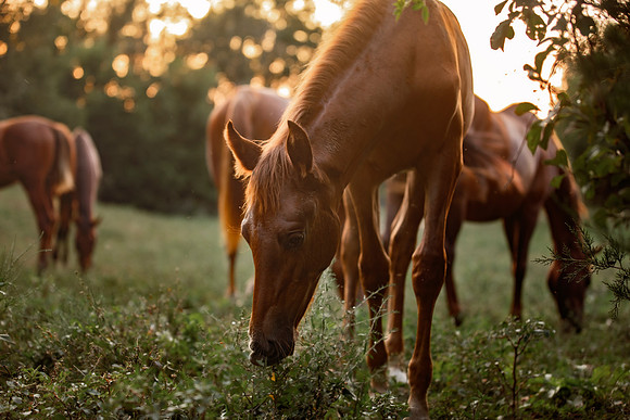 horses